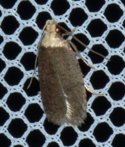 Agonopterix sp.